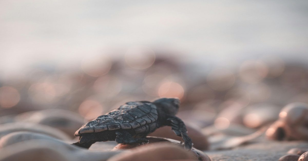 Shell Island