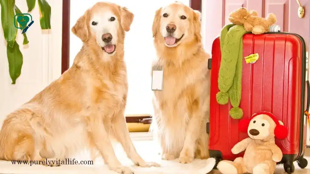 pet's behavior after travel