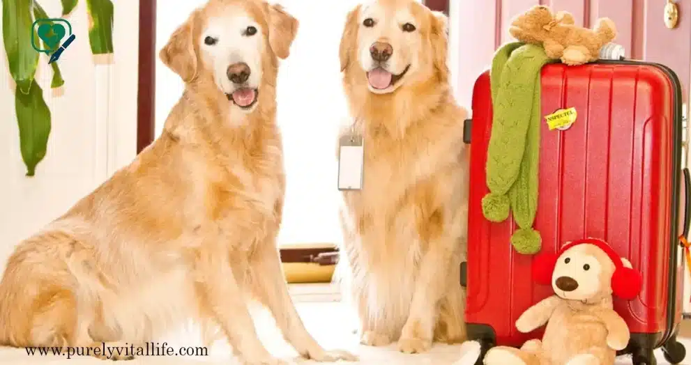pet's behavior after travel
