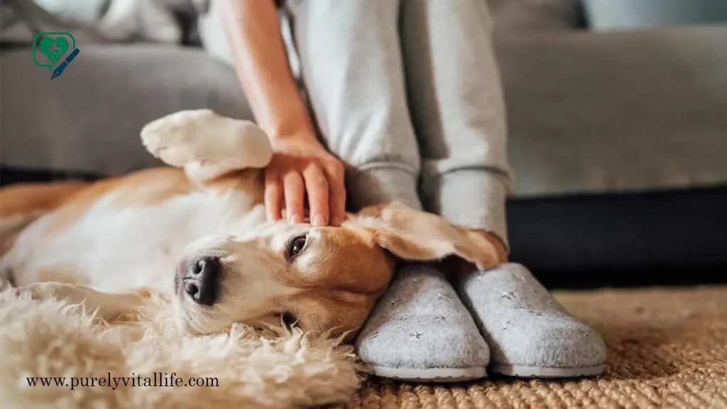 senior pets care