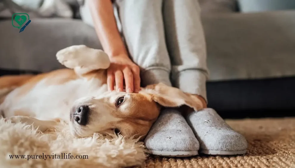 senior pets care